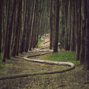 Winding bend in wood